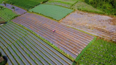 Point-of-interest-drone-shot-of-a-farmer-work-hoeing-on-a-vegetable-plantation-,Beautiful-pattern-of-vegetable-plantation-in-row