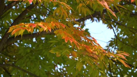 Die-Blätter-An-Den-Bäumen-Beginnen-Sich-Im-November-In-Südkorea-Mit-Einer-Sanften-Brise-Herbstfarben-Zu-Färben