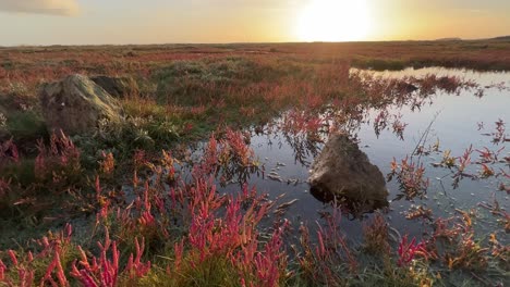 Sunset-view-of-bog-shallow-marshlands-lands-with-a-small-red-marsh,-tidal-plants,-Coastal-scene-with-golden-sunset,-shallow-rippling-water,-and-plant-life