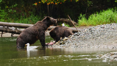 Two-Grizzly-Bears-Scavenging-On-Fresh-Meat-By-The-River-With-European-Herring-Gull-Swimming-At-Great-Bear-Rainforest-In-British-Columbia,-Canada