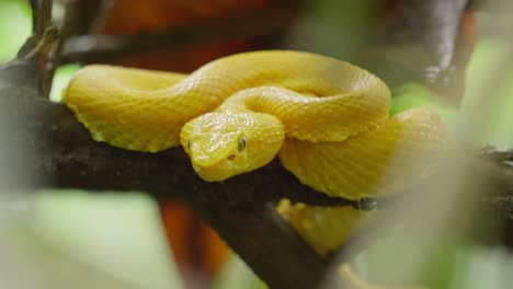 Yellow-snake-eyelash-pit-viper-close-up,-Costa-Rica