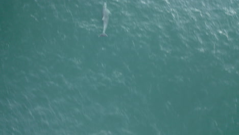 4k-Drone-top-view-shot-of-a-beautiful-dolphin-swimming-in-the-sea-catching-fish-at-Yamba,-Australia