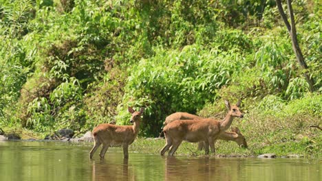 Three-female-Eld's-Deer-moving-to-the-bank-of-the-stream-while-two-grazing-and-the-other-looking-around,-Panolia-eldii,-Huai-Kha-Kaeng-Wildlife-Sanctuary,-Thailand