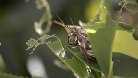 Two-crickets-grasshoppers-resting-on-sharing-a-bitten-leaf