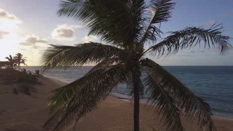 Rotierende-Aufnahme-Einer-Palme-Mit-Kokosnüssen-Neben-Dem-Meer