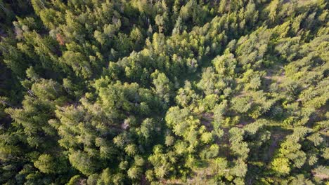 Aerial-down-tilt-view-of-a-dense-forest-in-the-British-Columbia-countryside-illuminated-by-soft-morning-sunshine