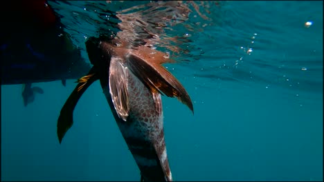 Unterwasserfreigabe-Eines-Gestreiften-Schnappers-In-Zeitlupe,-Punta-Bufeo,-Baja-Mexico,-Mit-Hellblauem-Wasser