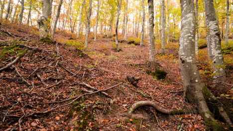 Gleitender-Zeitraffer-Eines-Waldes-Im-Herbst-Mit-Goldenen-Blättern-Und-Freiliegenden-Wurzeln-Auf-Dem-Waldboden