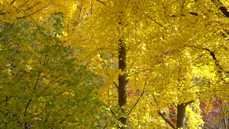 Maidenhair-tree-or-ginkgo-biloba-in-Autumn-Park-under-sunlight