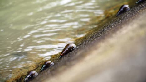 Slow-motion-video-of-river-snails-on-the-river-wall