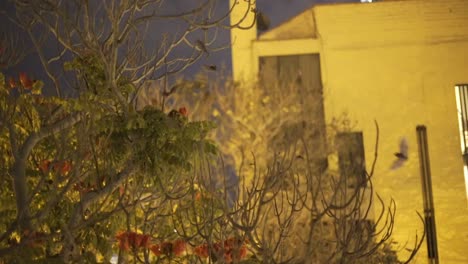Unzählige-Fledermäuse-Schweben-Und-Ernähren-Sich-Von-Blumen,-Die-Nachts-In-Der-Stadt-Lima-Geblüht-Haben