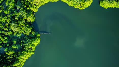 Aerial-top-down-shot-of-rusty-leaking-pipe-running-into-lake-surrounded-by-mangroves,-dumping-sewage
