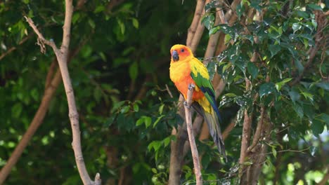 Perched-on-top-of-a-bare-branch-winking-its-eye-almost-sleepy-and-then-looks-around,-Sun-Conure-or-Sun-Parakeet,-Aratinga-solstitiali,-South-America