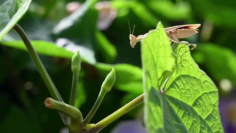 Seen-moving-over-a-leaf-towards-flower-bulbs-rocking-forward-and-back-as-shadows-fall-caused-by-the-morning-warm-sunlight,-Jeweled-Flower-Mantis,-Creobroter-gemmatus,-Thailand