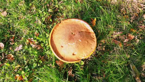 Orange-oak-bolete-fungus-growing-on-an-oak-tree-stump