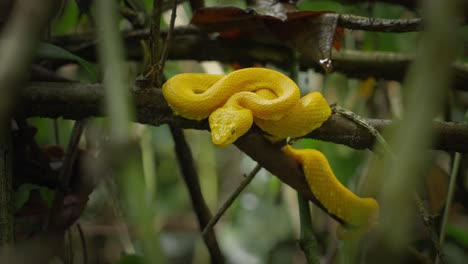 Yellow-snake-eyelash-pit-viper-sitting-on-branch,-Costa-Rica