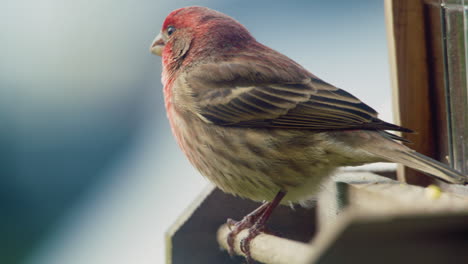 House-Finch-On-A-Bird-Feeder-In-Pennsylvania,-U
