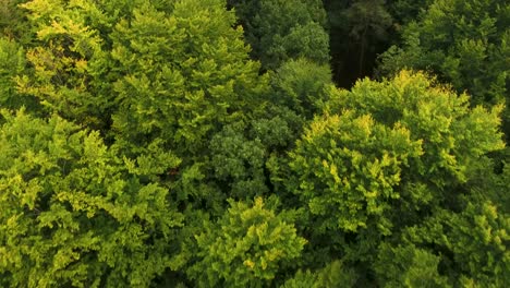 Drone-shot-of-Beautiful-Dense-Forest-4K