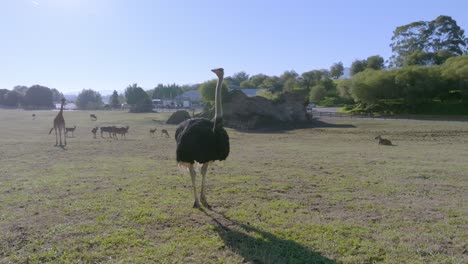 Ostrich-standing-in-th-emiddle-of-a-grassfield-during-a-sunny-day-with-giraffes-in-the-background