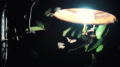 SLOW-MOTION---Static-shot-of-the-lamp-at-night-with-many-insects-are-flying-around-it-with