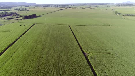 Tierras-De-Cultivo-De-Monocultivo-De-Plantaciones-De-Maíz-En-Nueva-Zelanda,-Mosaico-De-Campo-Verde-Desde-Arriba,-Aéreo