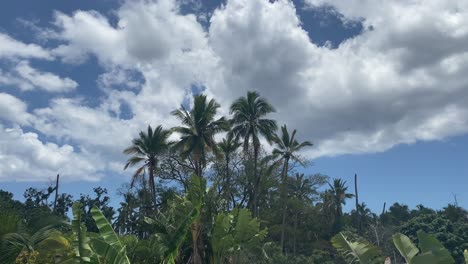Tilt-from-top-to-bottom-of-cloudy-sky-and-palm-trees-in-Réunion-island