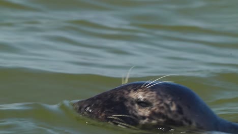 Schwimmende-Robbe-Aus-Nächster-Nähe,-Seelöwe,-Der-Auf-Der-Wasseroberfläche-Schwimmt
