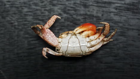Zoom-in-on-molted-male-crab-shell-showing-narrow-apron-on-abdomen