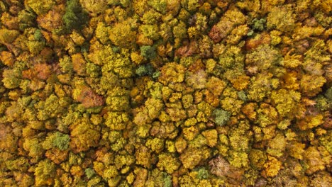 Birds-eye-view-of-a-dense-forest-in-Brandon-norfolk-having-yellow-autumnal-vegetation