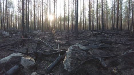 Walking-in-a-burnt-boreal-forest-after-forest-fire
