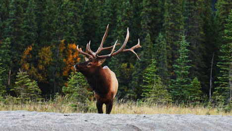 Big-Bull-Elk-Bugling-in-the-Rut,-Forest-Landscape-in-Alberta-Canada---wide-shot