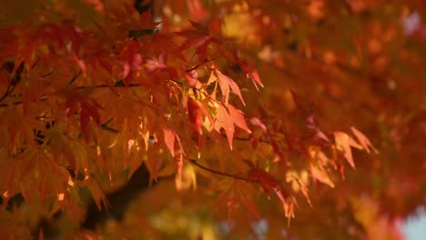 Red-leaves-of-Japanese-Maple-tree-blowing-gently-in-breeze,-sunny-day