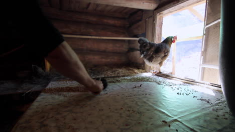 Cleaning-farm-chicken's-coop-house-of-extra-fodder