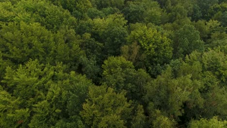 Dynamischer-Drohnenschuss-Von-Dichtem-Wald