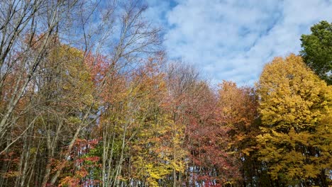 Static-Shot-Time-lapse-Of-High-Rise-Trees-In-Autumn-Season-With-Blue-Sky