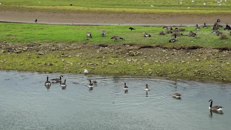 Static-Shot-Of-Beautiful-Gooses-Resting-Quietly-In-Cornwall-Nature-Reserve,-Hayle