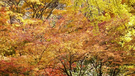 Korean-Park-in-Autumn---Japanese-maple-trees,-ginkgo-branches-with-yellow-and-orange-foliage