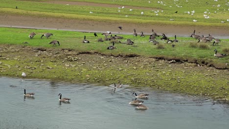 Static-Shot-Of-Stunning-Gooses-Moving-Calmly-In-Cornwall-Nature-Reserve,-Hayle