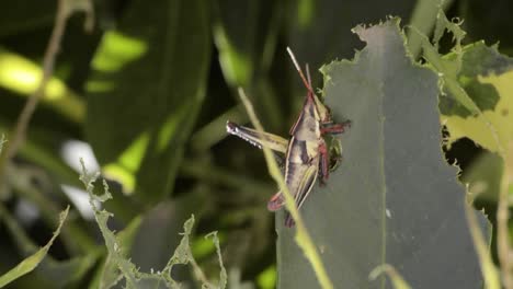 A-cricket-grasshopper-chewing-biting-eating-a-leaf