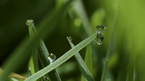 Time-Lapse-of-dew-drops-evaporating-in-the-morning-sun,-shot-on-Sigma-100mm-Macro-Lens