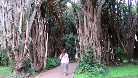 Woman-walking-into-cactus-forest-on-hotel-grounds,-Kenya