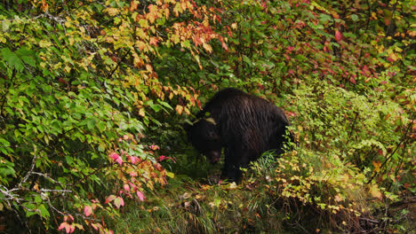 Oso-Grizzly-Comiendo-Pescado-Recién-Capturado-En-La-Selva-Tropical-Great-Bear,-Columbia-Británica,-Canadá---Ancho,-Estático