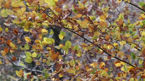 Ein-Starker-Winterwind-Weht-Durch-Die-Tanzenden-Blätter-In-Einem-Englischen-Waldgebiet