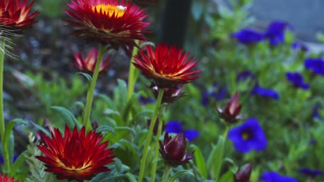 Dolly-Schuss-Von-Weißer-Spinne-Auf-Gelben-Und-Roten-Strohblumen-Im-Carmel-Garten-Mit-Blauen-Stiefmütterchen-Im-Hintergrund