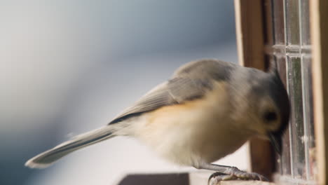 Tufted-Titmouse-Eating-From-A-Bird-Feeder-In-Pennsylvania,-U