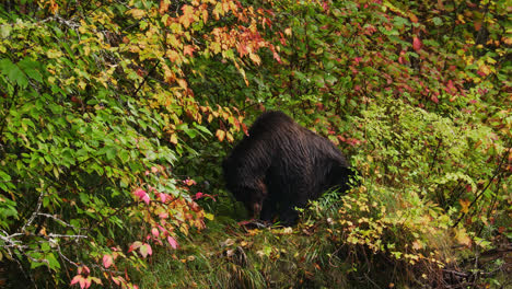 Grizzly-Bear-eating-salmon-on-grassy-riverbank,-Great-Bear-Rainforest,-British-Columbia
