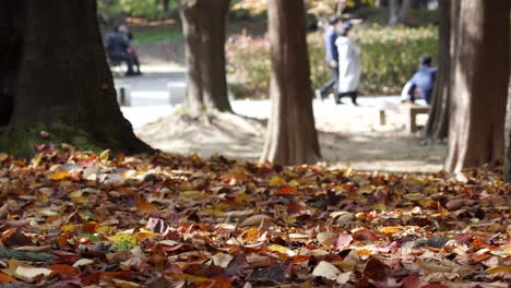 Fallen-Leaves-on-the-Ground-Between-Tree-Trunks-in-Korean-Deciduous-Park-in-Autumn,-People-Walk-on-Blurred-Background