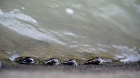 Slow-motion-video-of-the-river-wall-with-river-snails-clinging-and-moving-on-it---Subulina-octona,-Sumpil
