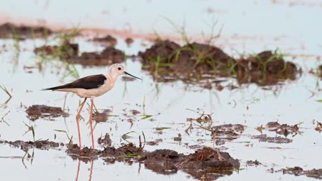 Seen-moving-its-head-up-and-down-and-then-chirps-to-call-as-it-walks-away-towards-the-left,-Black-winged-Stilt,-Himantopus-himantopus,-Thailand
