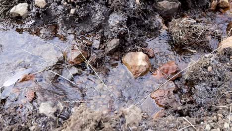 Small-Stream-flowing-from-melting-snow,-close-up-shot